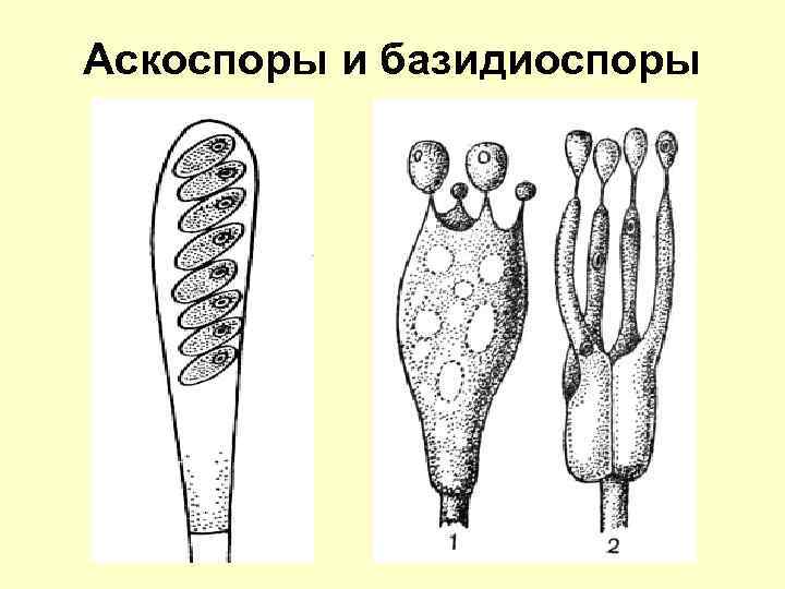 Аскоспоры и базидиоспоры 