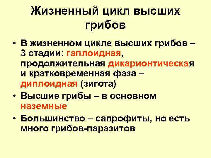 Жизненный цикл высших грибов • В жизненном цикле высших грибов – 3 стадии: гаплоидная,