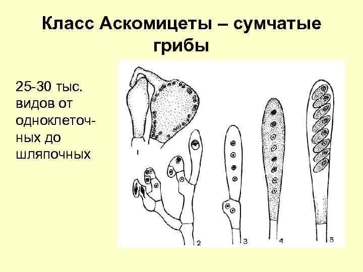 Класс Аскомицеты – сумчатые грибы 25 -30 тыс. видов от одноклеточных до шляпочных 