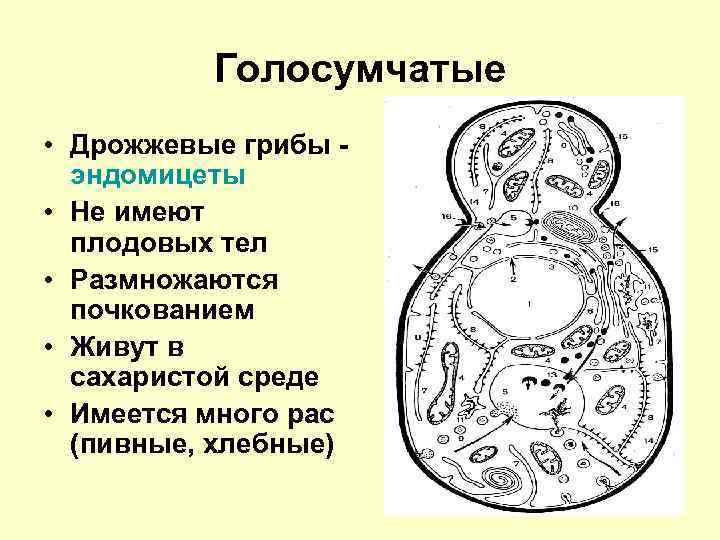 Голосумчатые • Дрожжевые грибы эндомицеты • Не имеют плодовых тел • Размножаются почкованием •