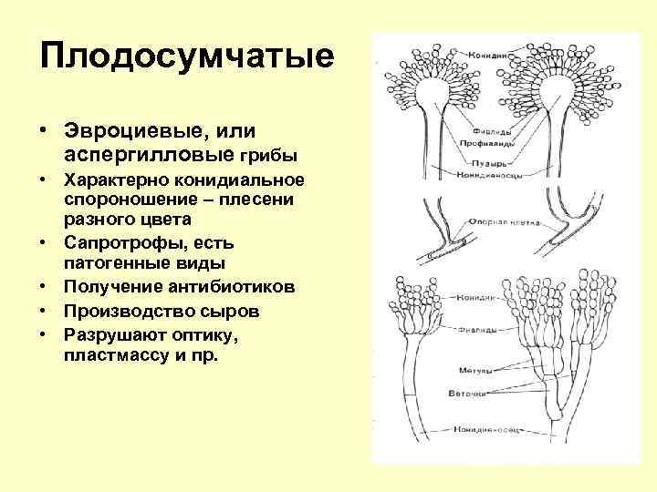 Плодосумчатые • Эвроциевые, или аспергилловые грибы • Характерно конидиальное спороношение – плесени разного цвета