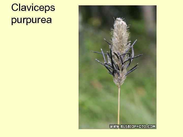 Claviceps purpurea 