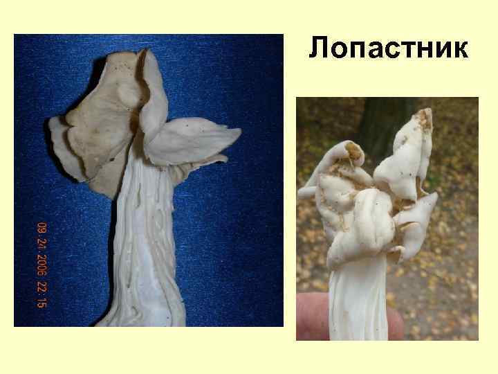 Лопастник 