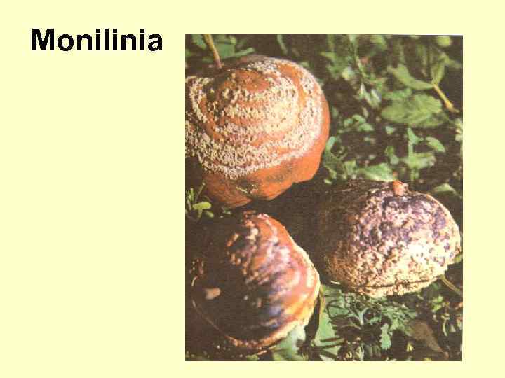 Monilinia 