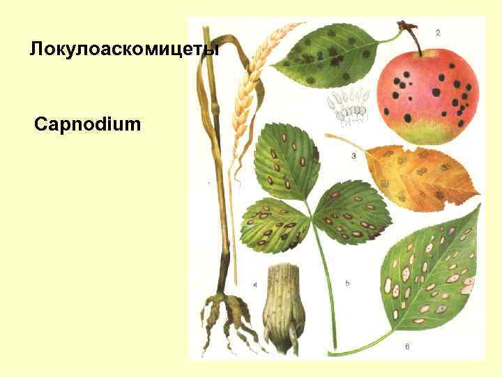 Локулоаскомицеты Capnodium 