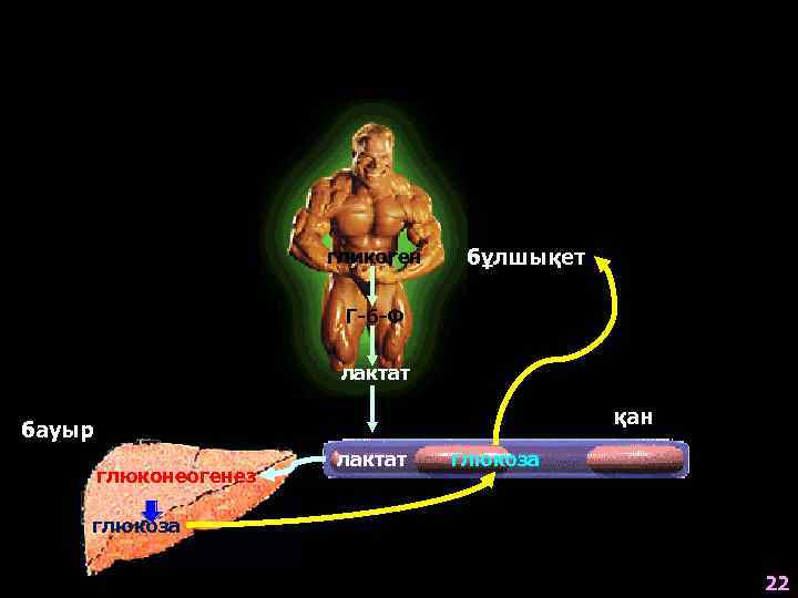 гликоген бұлшықет Г-6 -Ф лактат қан бауыр глюконеогенез лактат глюкоза 22 