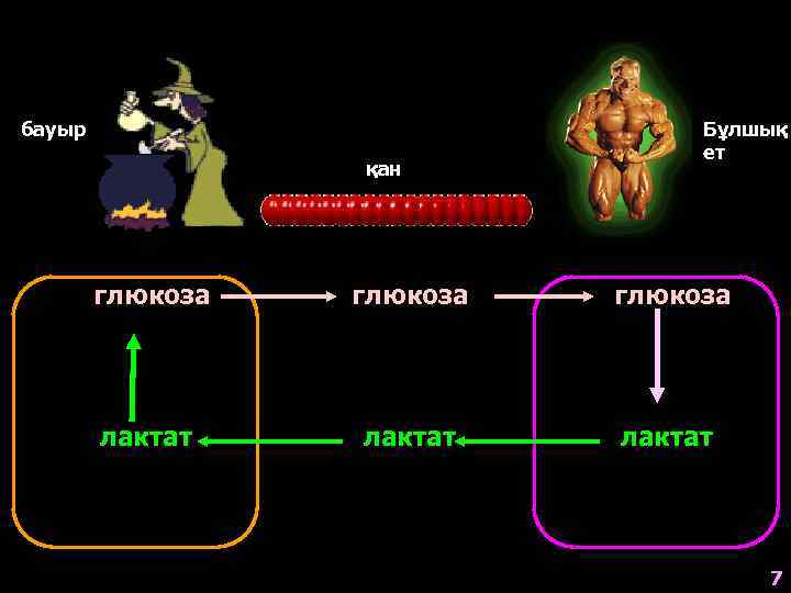 бауыр қан Бұлшық ет глюкоза лактат 7 