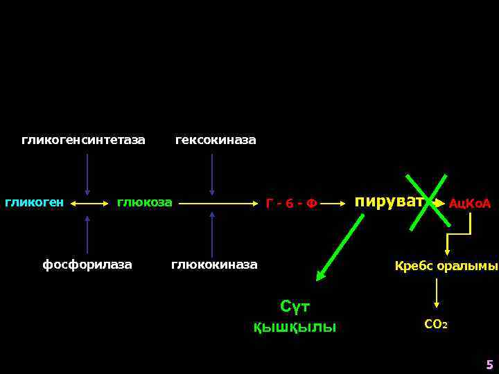 гликогенсинтетаза гликоген гексокиназа глюкоза фосфорилаза Г-6 -Ф глюкокиназа Сүт қышқылы пируват Ац. Ко. А