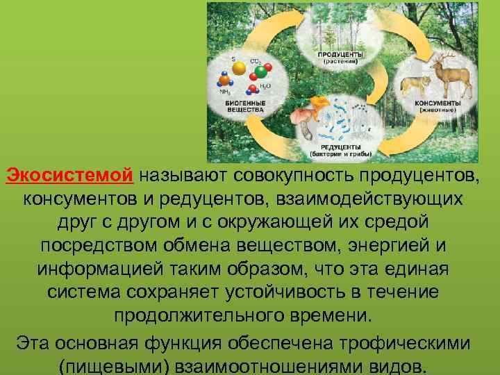 Экосистемой называют совокупность продуцентов, консументов и редуцентов, взаимодействующих друг с другом и с окружающей