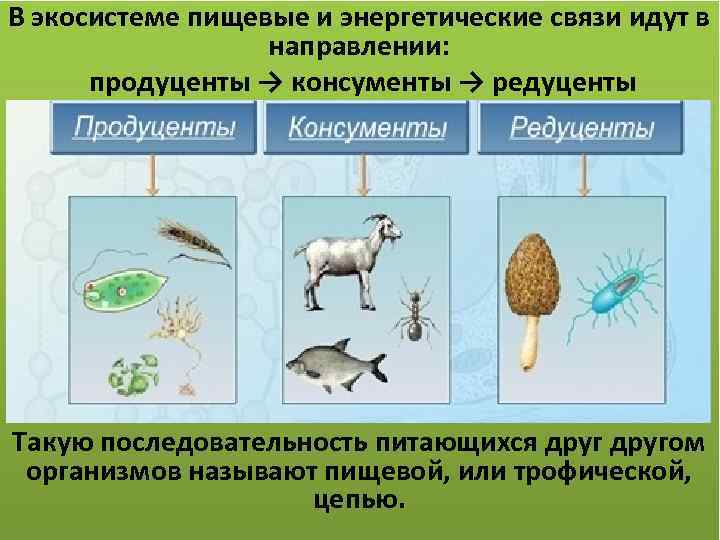 В экосистеме пищевые и энергетические связи идут в направлении: продуценты → консументы → редуценты