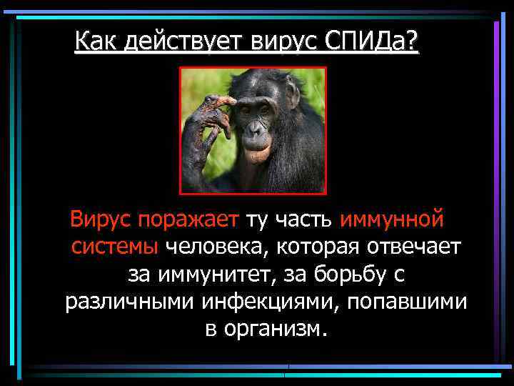 Как действует вирус СПИДа? Вирус поражает ту часть иммунной системы человека, которая отвечает за