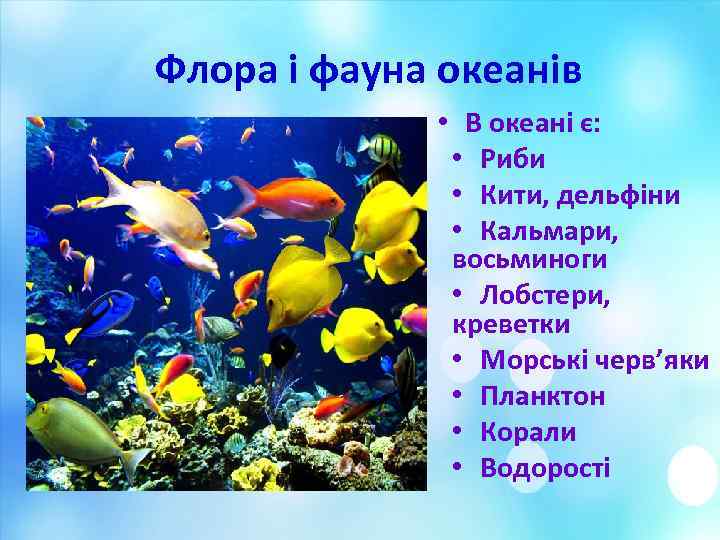 Флора і фауна океанів • В океані є: • Риби • Кити, дельфіни •
