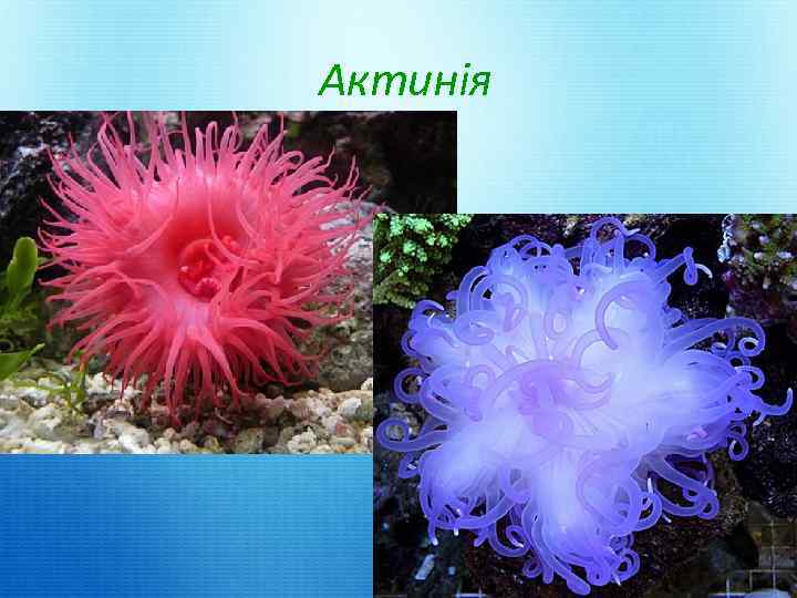 Актинія 