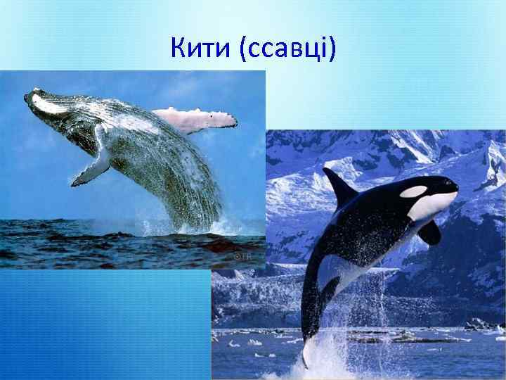 Кити (ссавці) 