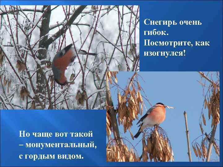 Снегирь очень гибок. Посмотрите, как изогнулся! Но чаще вот такой – монументальный, с гордым