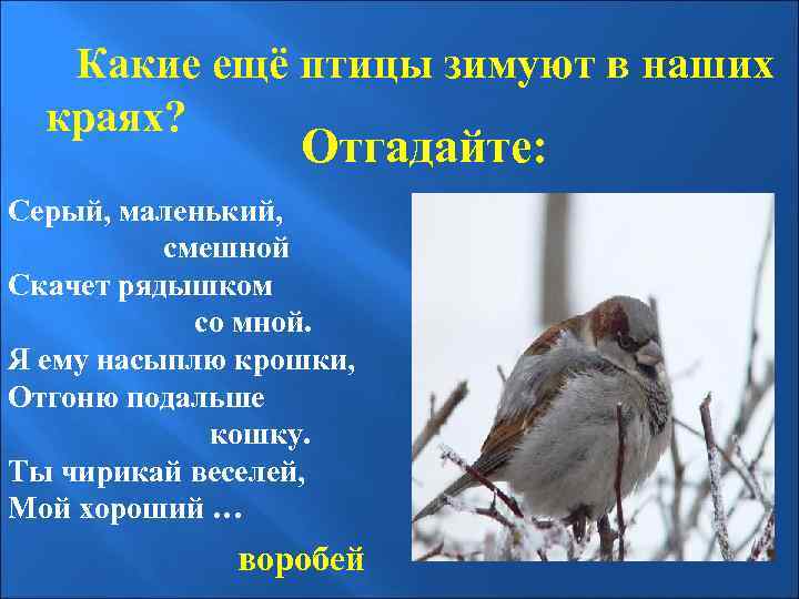 Какие ещё птицы зимуют в наших краях? Отгадайте: Серый, маленький, смешной Скачет рядышком со