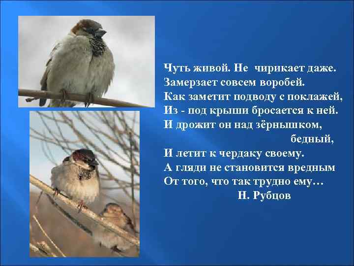 Чуть живой. Не чирикает даже. Замерзает совсем воробей. Как заметит подводу с поклажей, Из