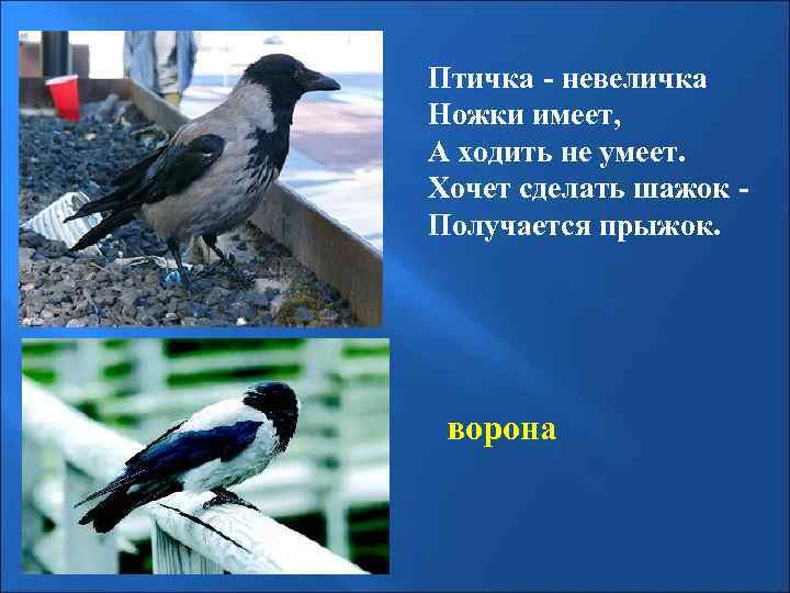 Птичка - невеличка Ножки имеет, А ходить не умеет. Хочет сделать шажок Получается прыжок.