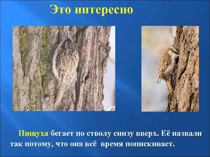 Это интересно Пищуха бегает по стволу снизу вверх. Её назвали так потому, что она