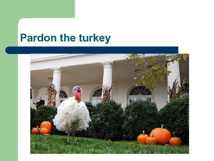 Pardon the turkey 