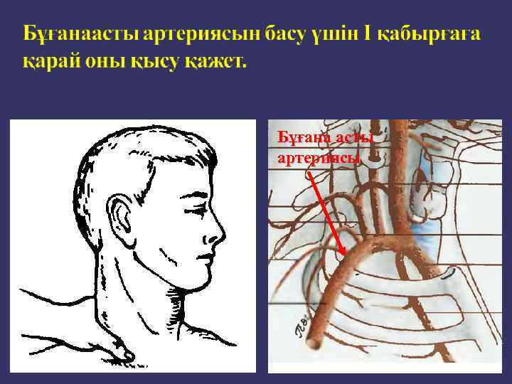 Бұғана асты артериясы 