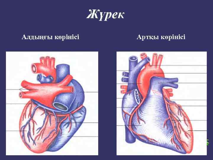 Жүрек Алдыңғы көрінісі Артқы көрінісі 