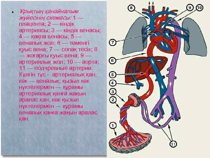 Кіші қан айналым шеңбері