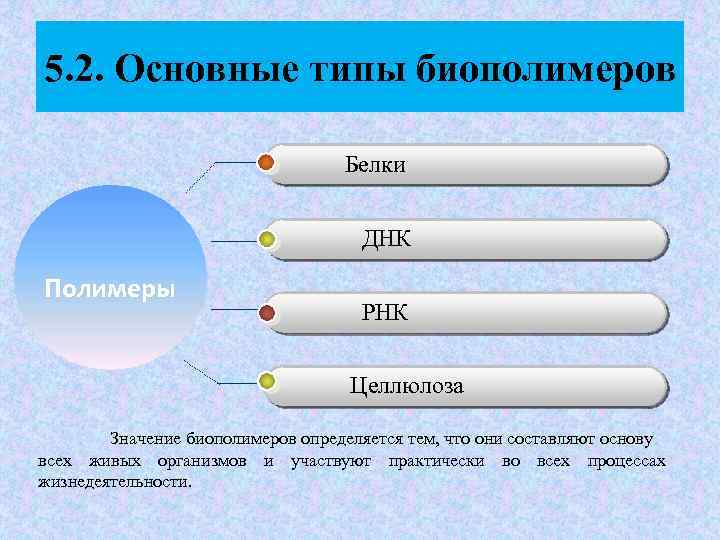 5. 2. Основные типы биополимеров Белки ДНК Полимеры РНК Целлюлоза Значение биополимеров определяется тем,