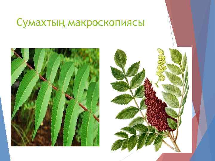 Сумахтың макроскопиясы 