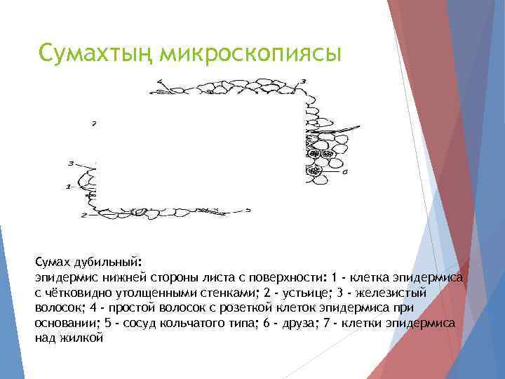 Сумахтың микроскопиясы Сумах дубильный: эпидермис нижней стороны листа с поверхности: 1 - клетка эпидермиса