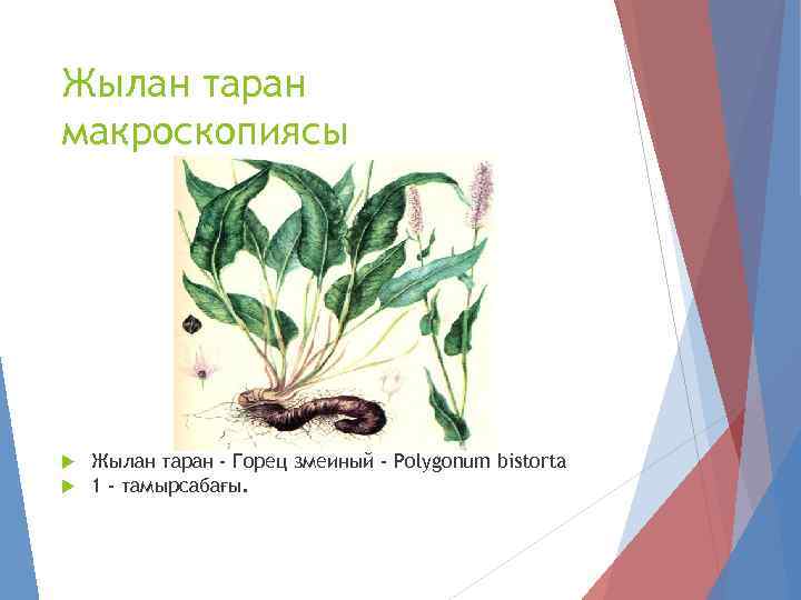 Жылан таран макроскопиясы Жылан таран - Горец змеиный - Polygonum bistorta 1 - тамырсабағы.
