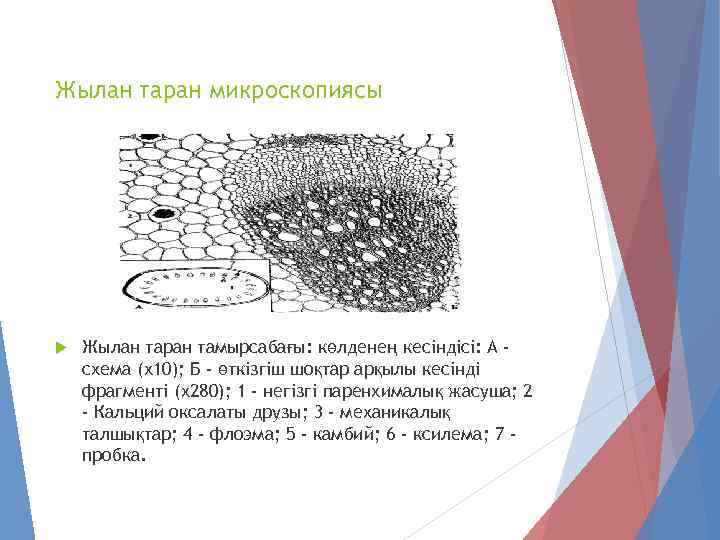 Жылан таран микроскопиясы Жылан таран тамырсабағы: көлденең кесіндісі: А схема (х10); Б - өткізгіш
