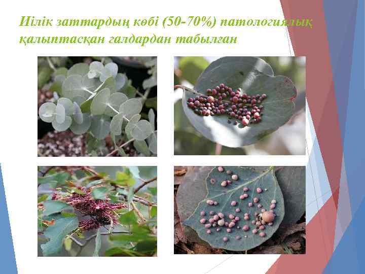 Иілік заттардың көбі (50 -70%) патологиялық қалыптасқан галдардан табылған 