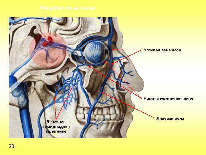 Пещеристый синус Угловая вена носа Нижняя глазничная вена Венозное крыловидное сплетение 20 Лицевая вена