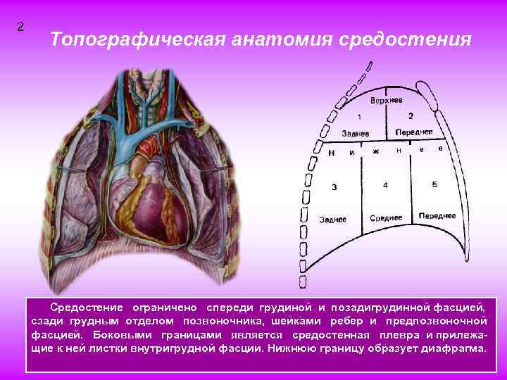 2 Топографическая анатомия средостения Средостение ограничено спереди грудиной и позадигрудинной фасцией, сзади грудным отделом