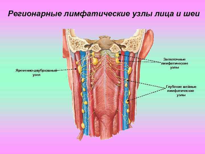 Ретрофарингеальные лимфатические узлы. Региональные лимфатические узлы гортани. Заглоточные лимфоузлы
