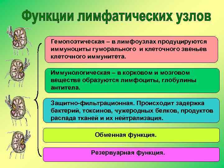 Гемопоэтическая – в лимфоузлах продуцируются иммуноциты гуморального и клеточного звеньев клеточного иммунитета. Иммунологическая –
