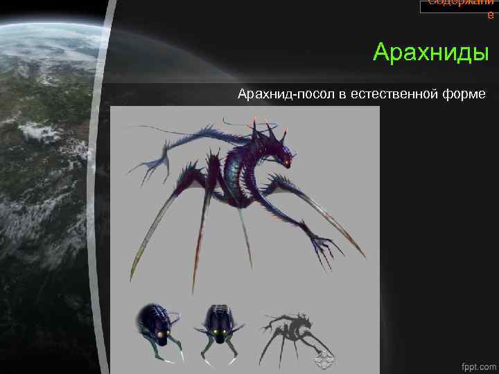 Содержани е Арахниды Арахнид-посол в естественной форме 