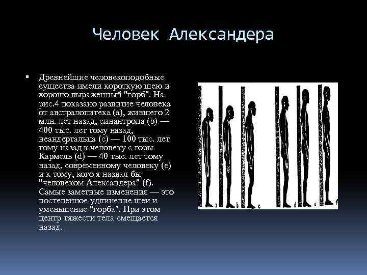 Человек Александера Древнейшие человекоподобные существа имели короткую шею и хорошо выраженный 