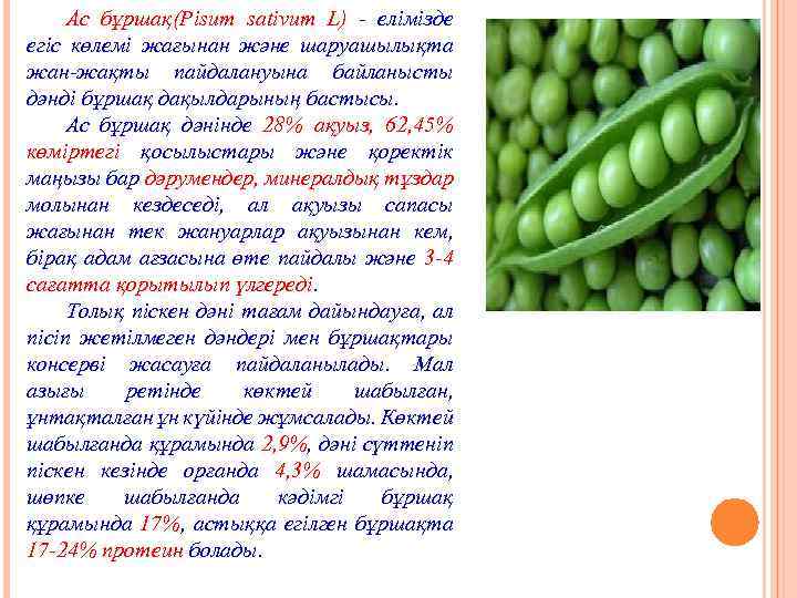 Ас бұршақ(Pisum sativum L) - елімізде егіс көлемі жағынан және шаруашылықта жан-жақты пайдалануына байланысты