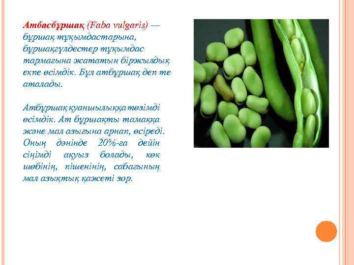 Атбасбұршақ (Faba vulgaris) — бұршақ тұқымдастарына, бұршақгүлдестер тұқымдас тармағына жататын біржылдық екпе өсімдік. Бұл