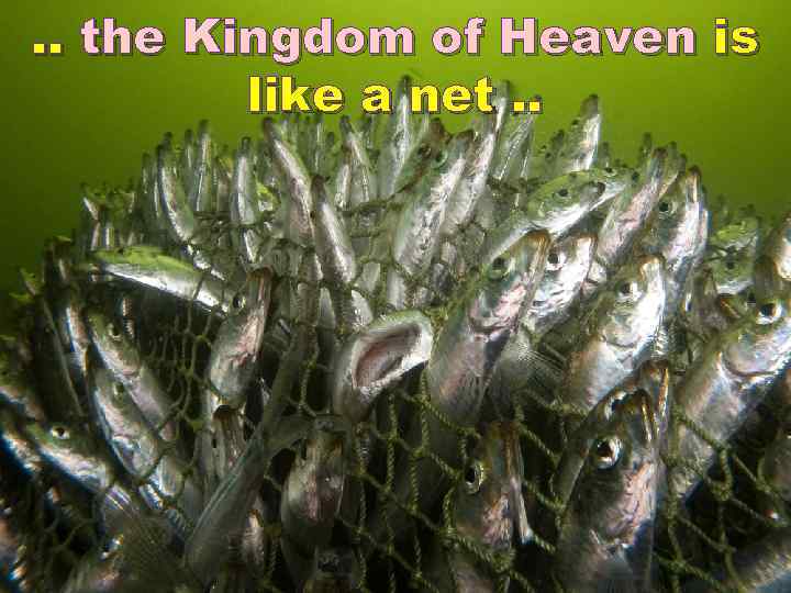 . . the Kingdom of Heaven is like a net. . 