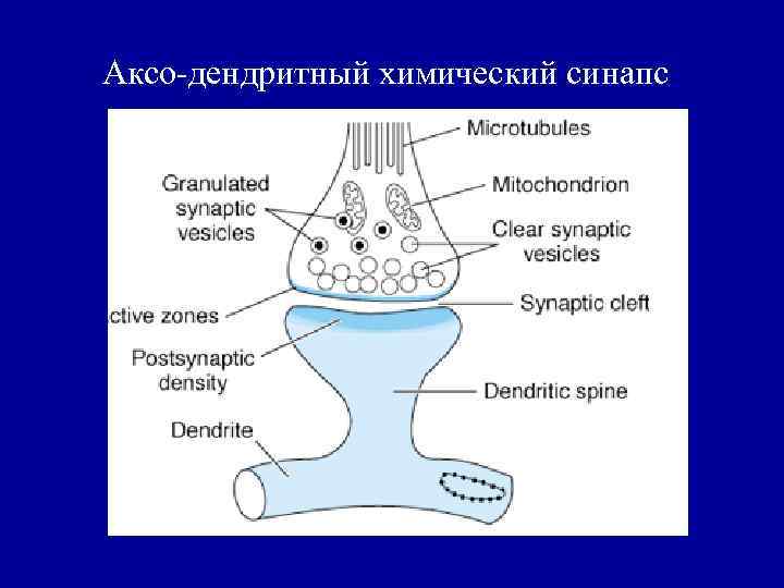 Аксо-дендритный химический синапс 