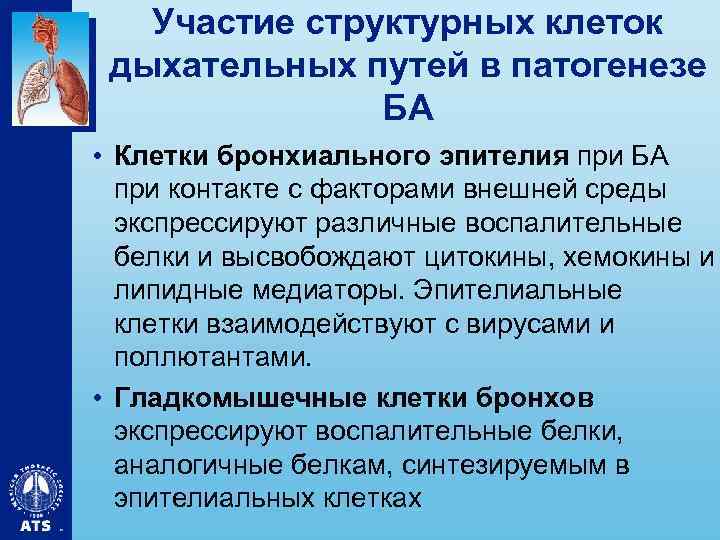 Участие структурных клеток дыхательных путей в патогенезе БА • Клетки бронхиального эпителия при БА