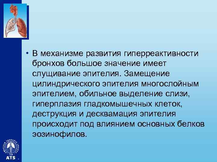  • В механизме развития гиперреактивности бронхов большое значение имеет слущивание эпителия. Замещение цилиндрического