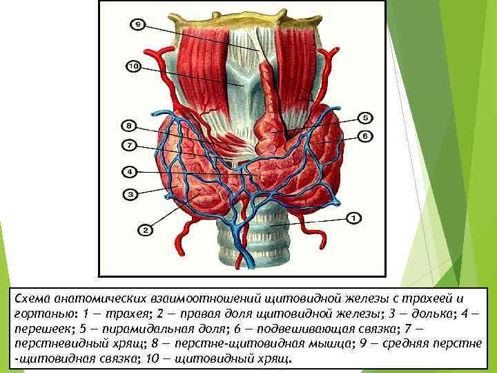 Схема анатомических взаимоотношений щитовидной железы с трахеей и гортанью: 1 — трахея; 2 —