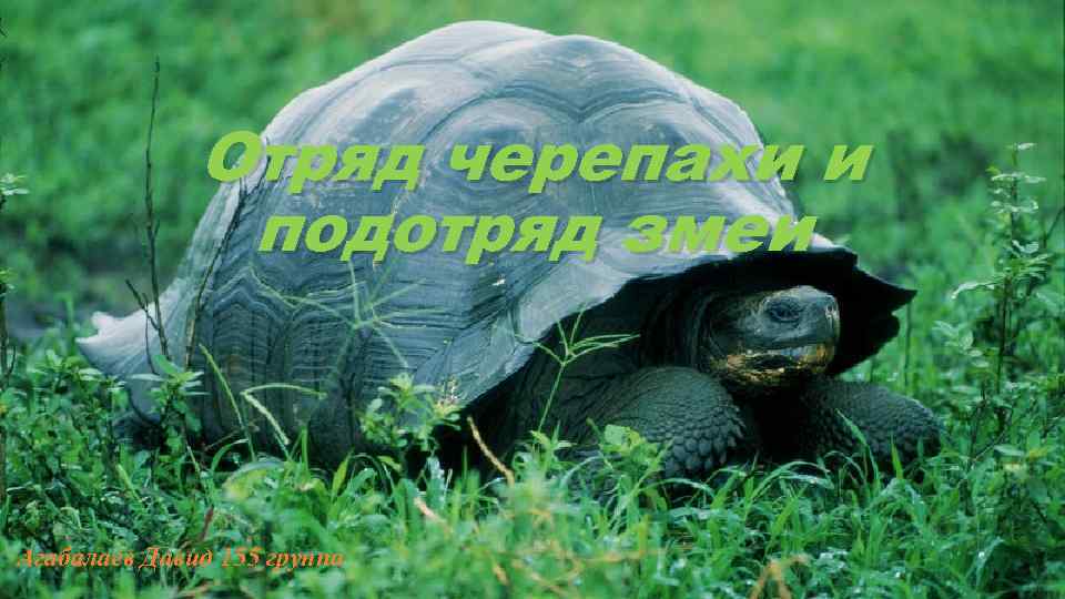 Отряд черепахи и подотряд змеи Агабалаев Давид 155 группа 