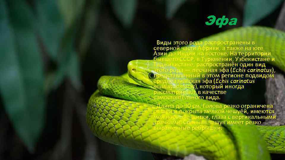 Эфа Виды этого рода распространены в северной части Африки, а также на юге Азии