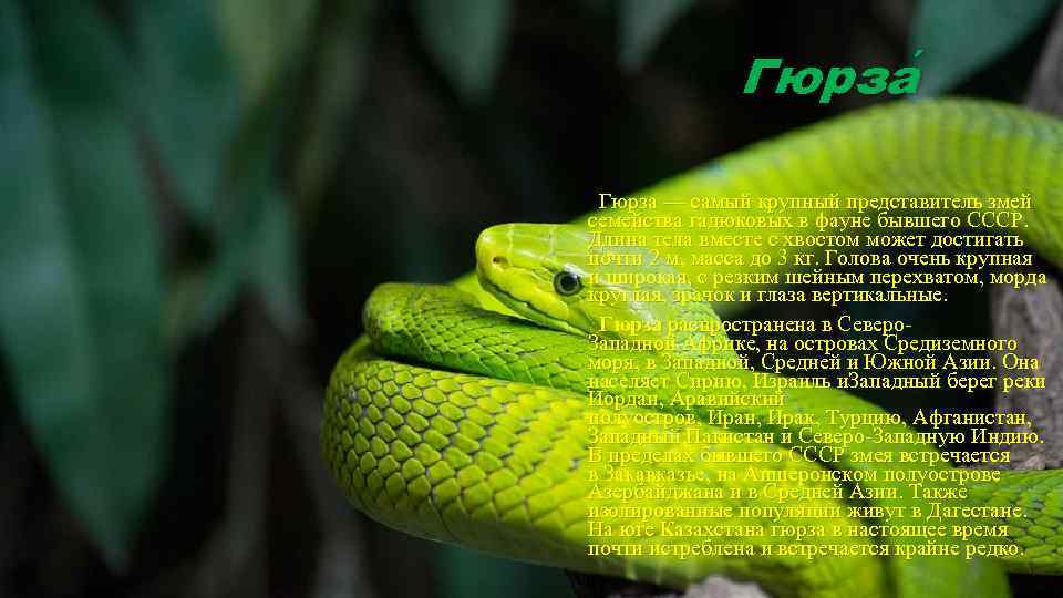 Гюрза — самый крупный представитель змей семейства гадюковых в фауне бывшего СССР. Длина тела