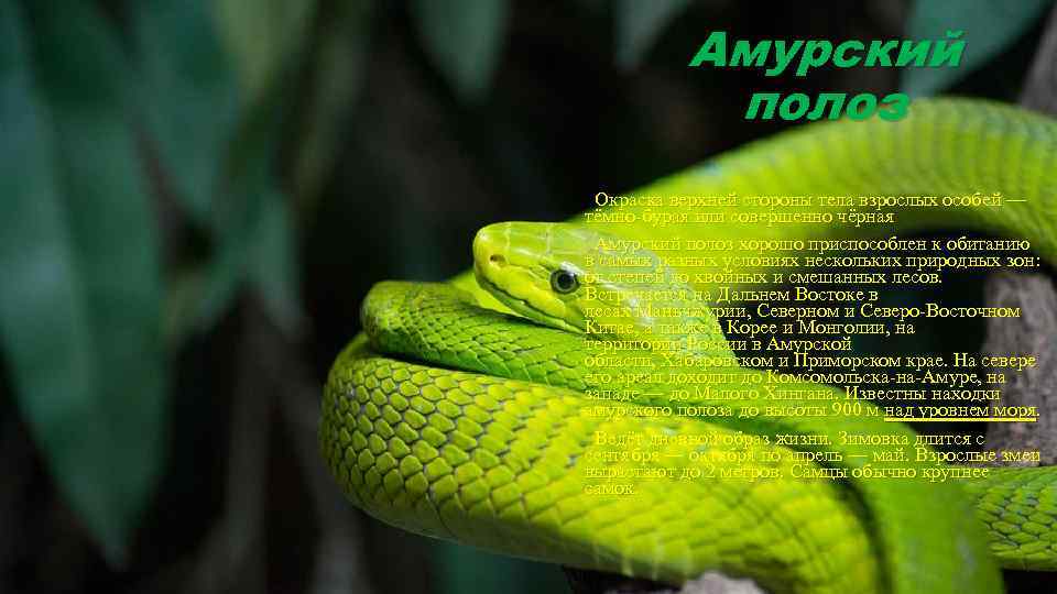 Амурский полоз Окраска верхней стороны тела взрослых особей — тёмно-бурая или совершенно чёрная Амурский